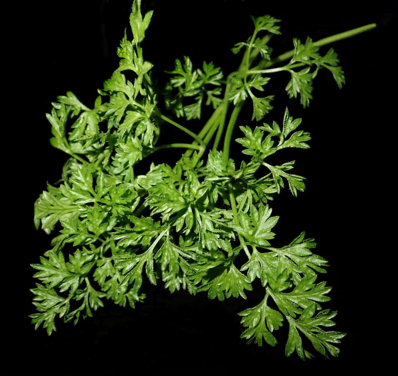 Кервель ажурный ( Anthriscus cerefolium)