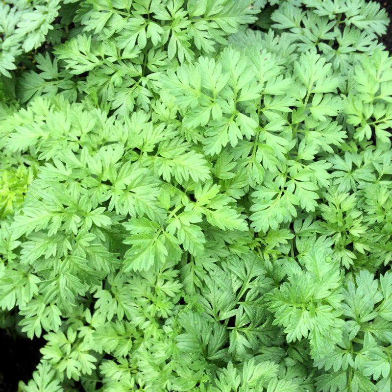Кервель ажурный ( Anthriscus cerefolium)