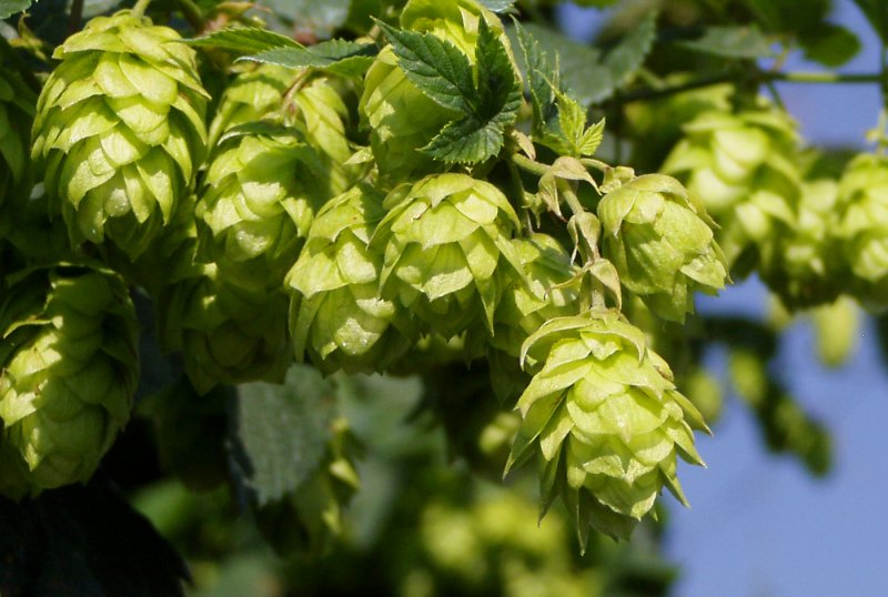 Humulus lupulus