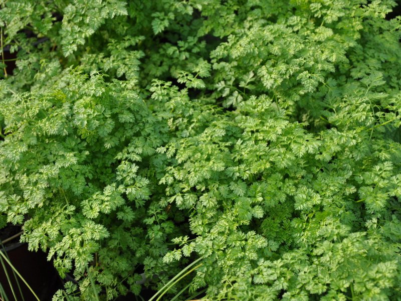 Кервель (Anthriscus cerefolium)