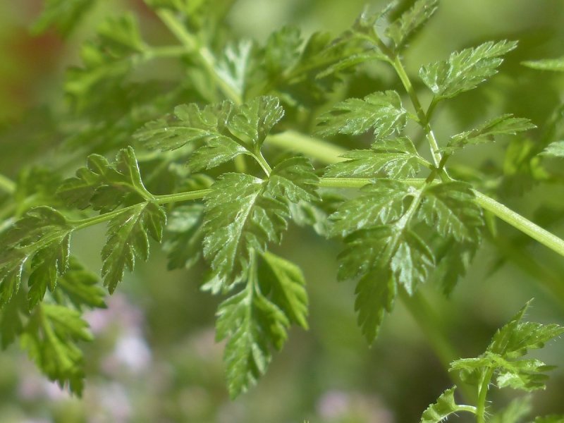 Кервель Myrrhis odorata