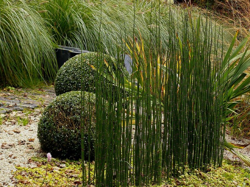 Хвощ Equisetum japonicum