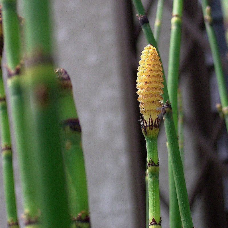 Хвощ зимующий(Equisetum hyemale l.)