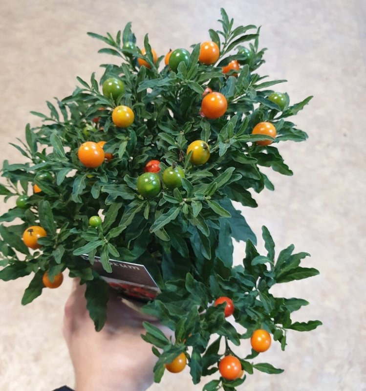 Паслён ложноперечный
