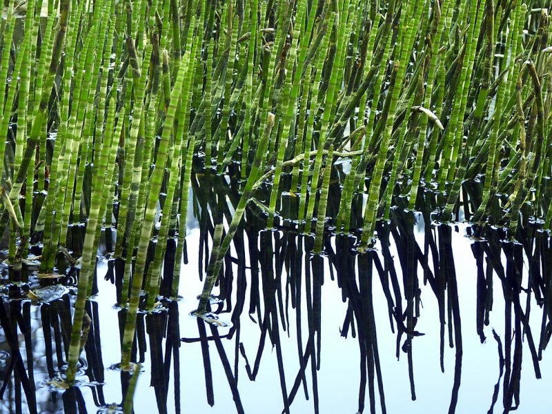 Хвощ зимующий Equisetum hyemale