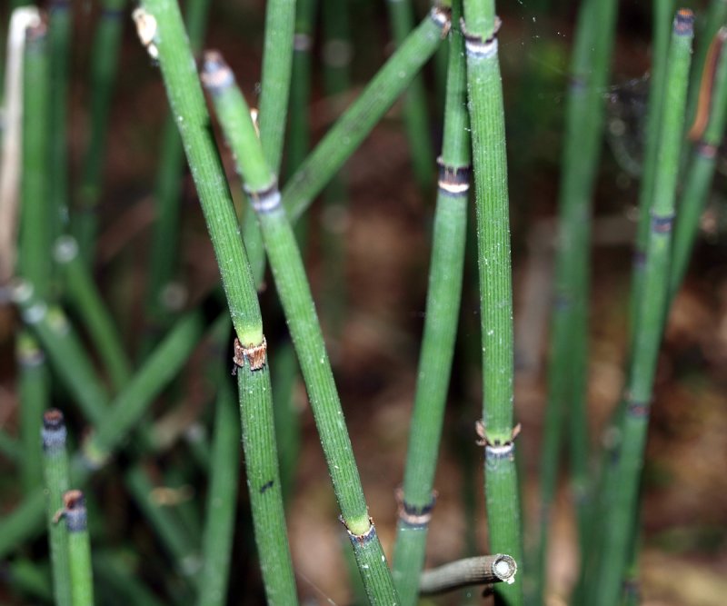 Хвощ зимующий(Equisetum hyemale l.)