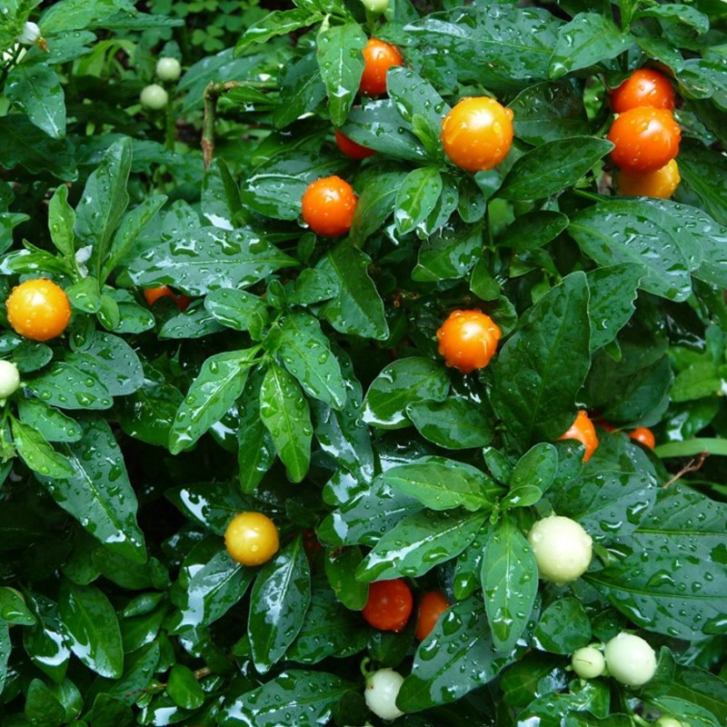 Паслен pseudocapsicum