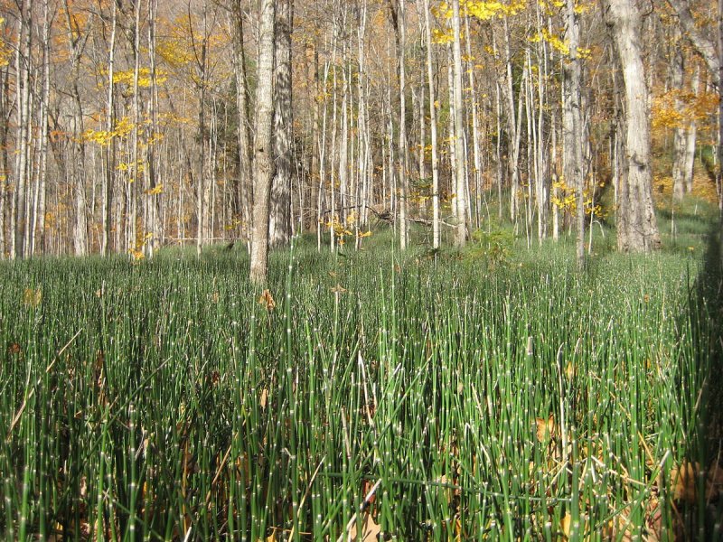 Хвощ зимующий Equisetum hyemale