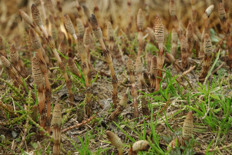 Хвощ Шаффнера Equisetum schaffneri