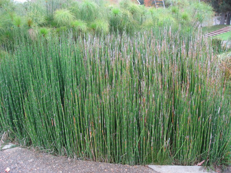 Хвощ Horsetail