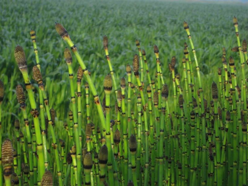 Хвощ зимующий(Equisetum hyemale l.)