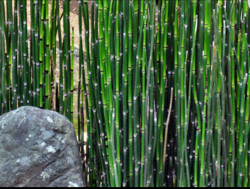 Хвощ зимующий Equisetum hyemale