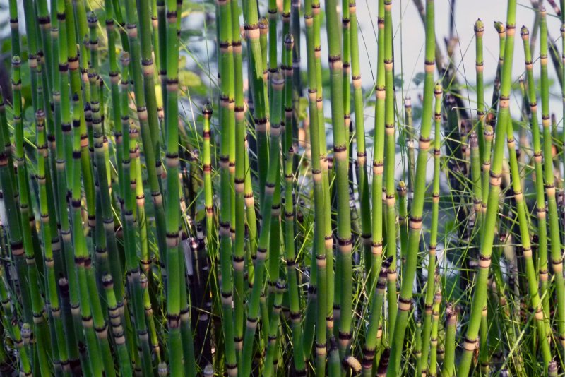 Хвощ зимующий Equisetum hyemale