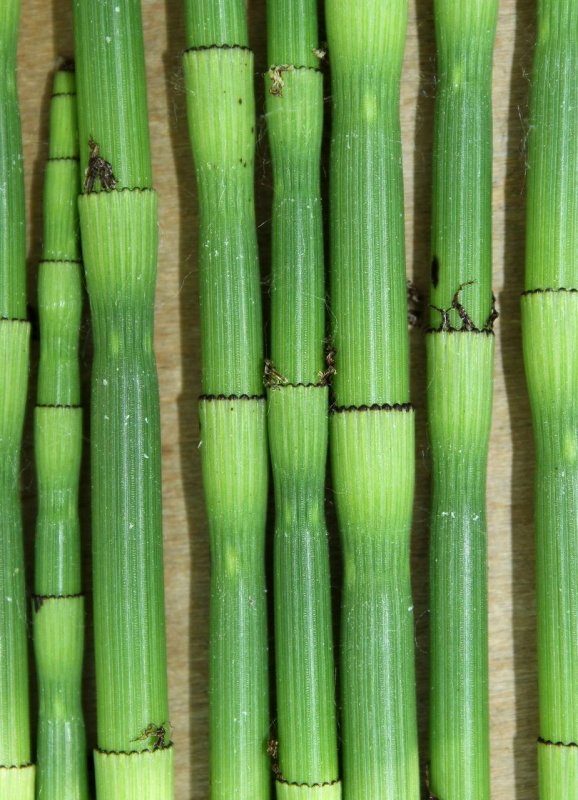 Хвощ зимующий Equisetum hyemale