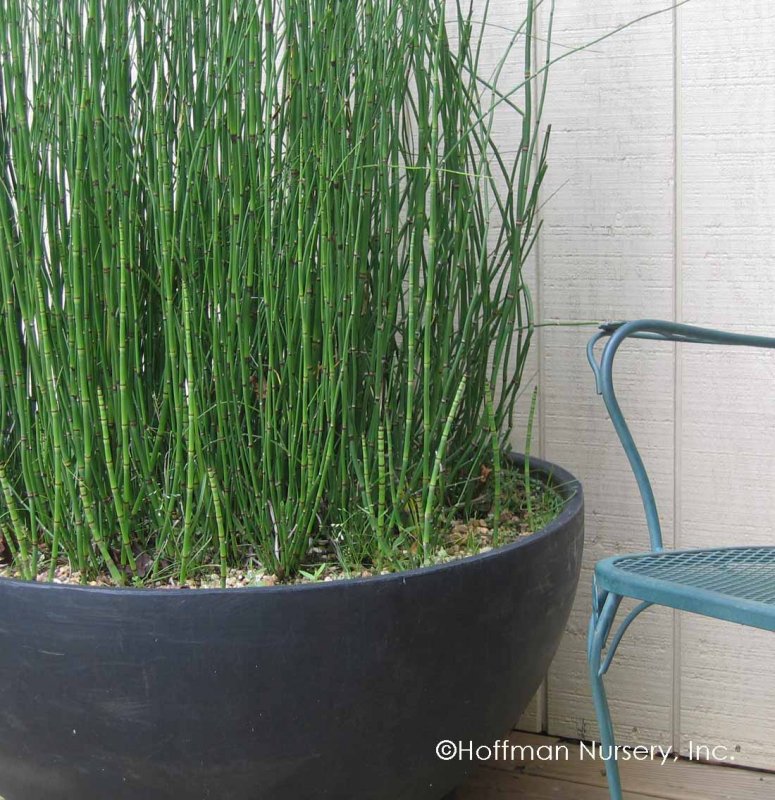 Хвощ зимующий Equisetum hyemale