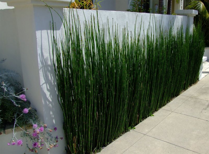 Хвощ зимующий(Equisetum hyemale)-4