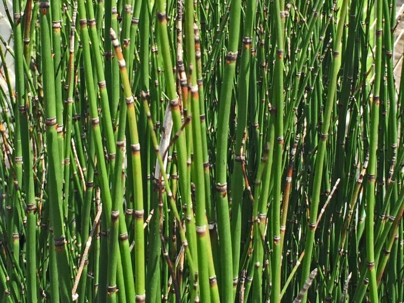 Хвощ зимующий Equisetum hyemale