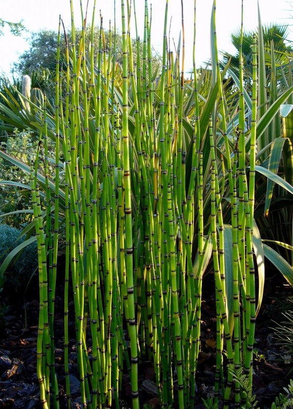 Хвощ зимующий Equisetum hyemale