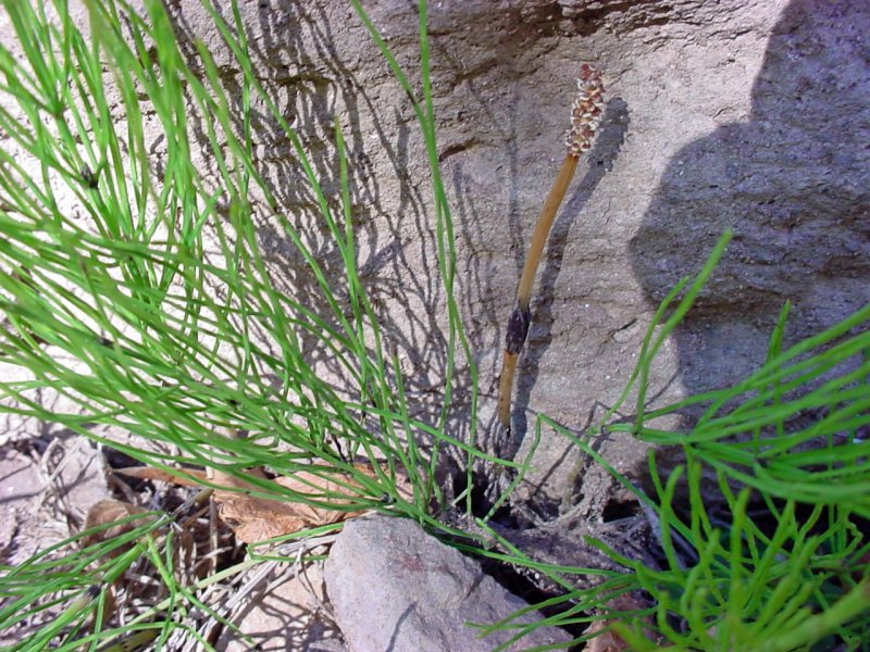 Хвощ японский/Equisetum japonicum