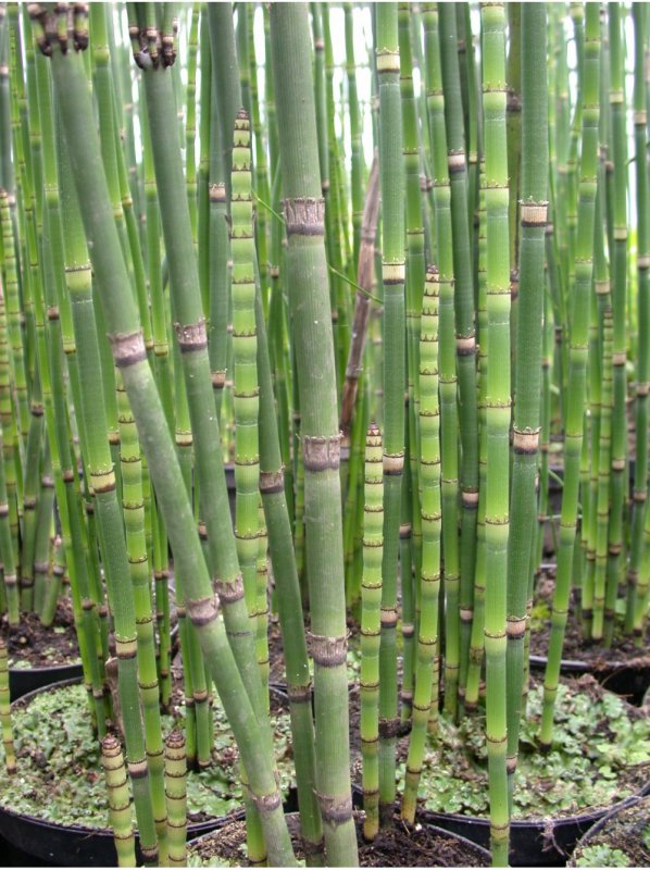 Хвощ пестрый (Equisetum variegatum)