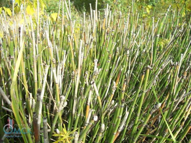 Хвощ зимующий Equisetum hyemale