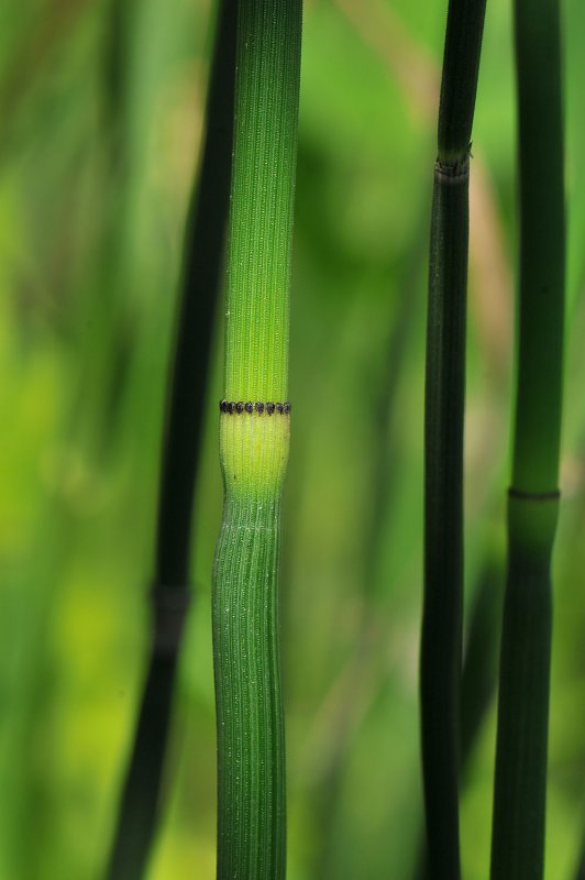 Хвощ Equisetum hyemale robustum