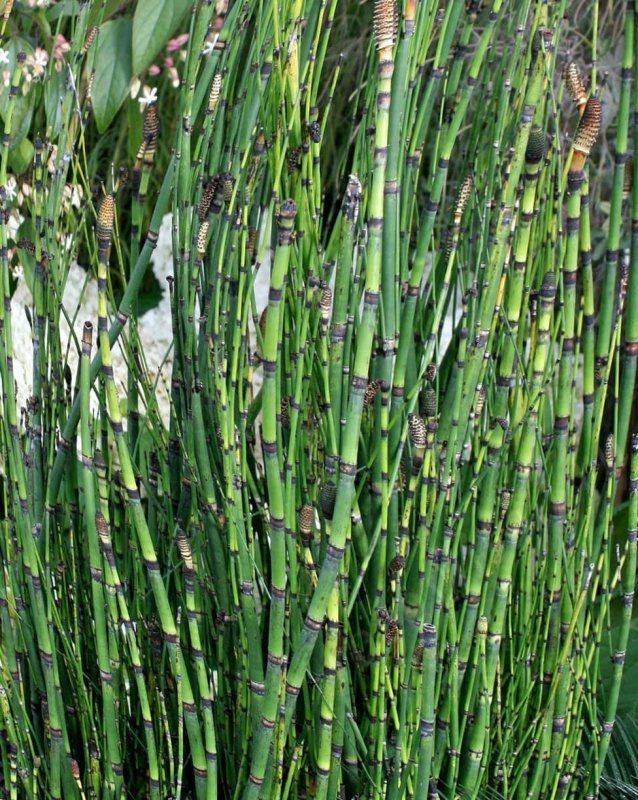 Хвощ зимующий Equisetum hyemale