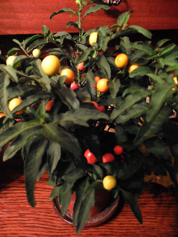 Соланум pseudocapsicum
