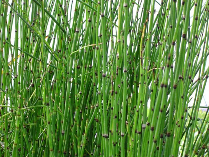Хвощ пестрый (Equisetum variegatum)