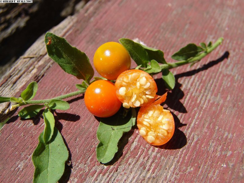 Паслен Solanum pseudocapsicum