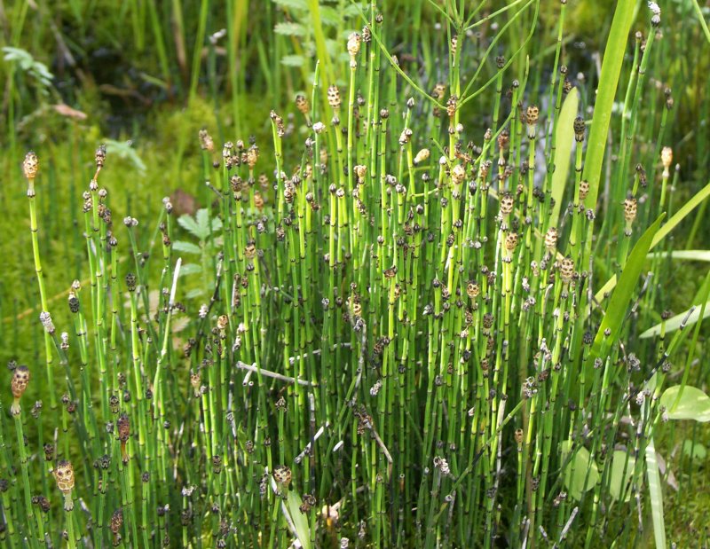 Хвощ зимующий(Equisetum hyemale)-4