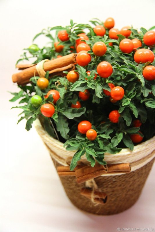 Соланум - Псевдокапсикум (Solanum pseudocapsicum)