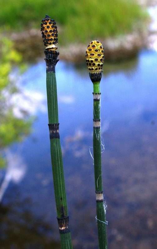 Equisetum variegatum