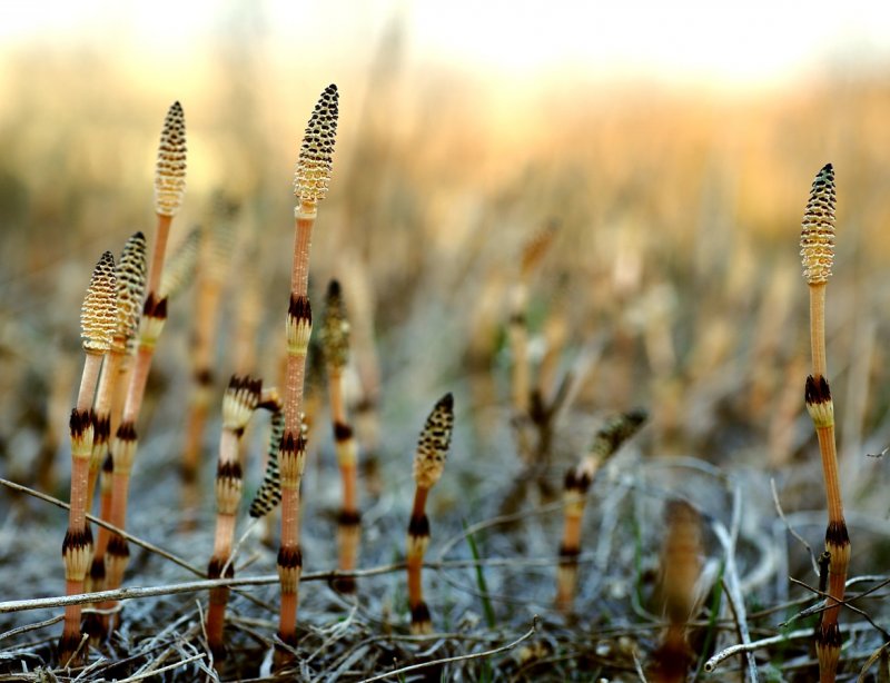Equisetum hyemale robustum