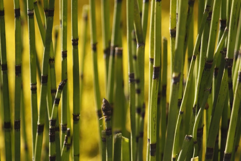 Хвощ японский/Equisetum japonicum