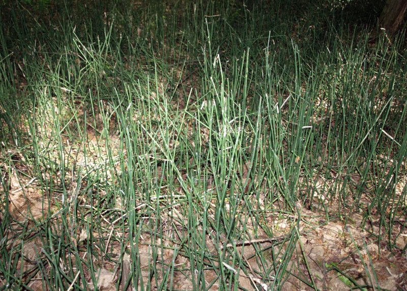 Хвощ ветвистый — Equisetum ramosissimum