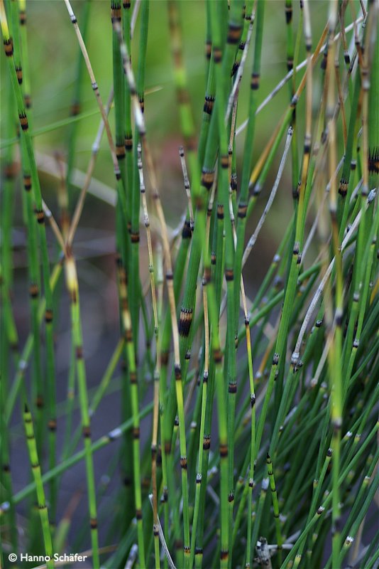 Хвощ Шаффнера Equisetum schaffneri