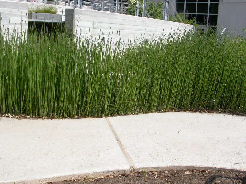 Хвощ Equisetum hyemale robustum