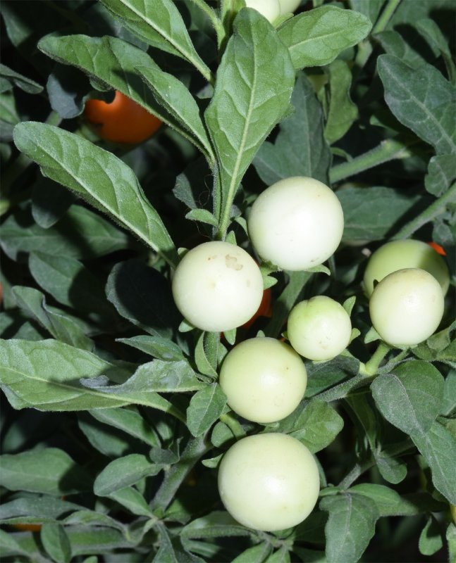 Соланум - Псевдокапсикум (Solanum pseudocapsicum)