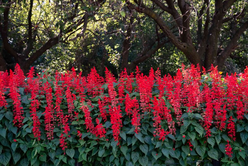 Сальвия блестящая (Salvia splendens) "Scarlet Flare"