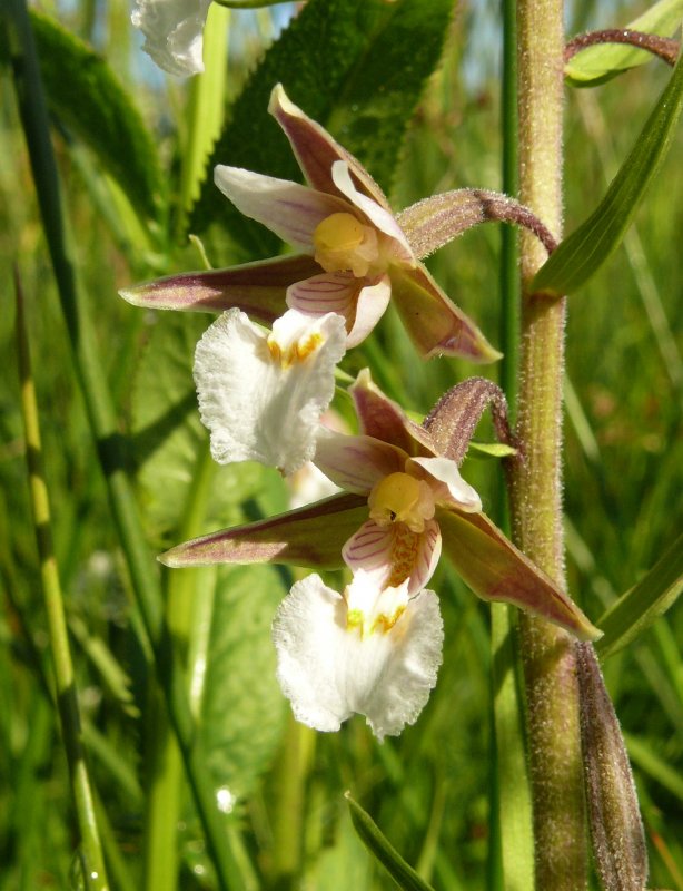 Дремлик Epipactis palustris