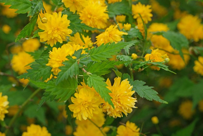 Керрия японская Pleniflora