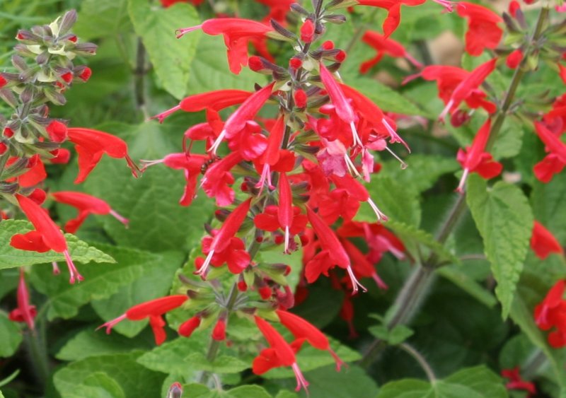 Сальвия красная coccinea