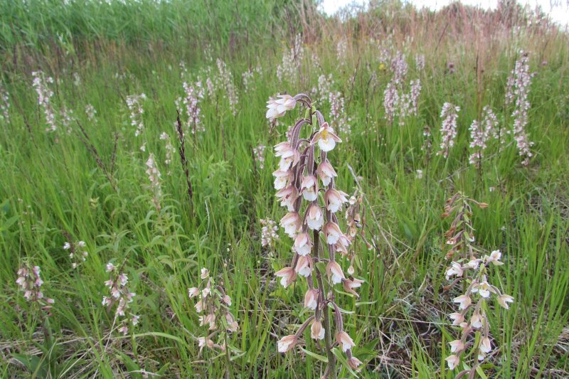 Дремлик темно-красный Epipactis atrorubens