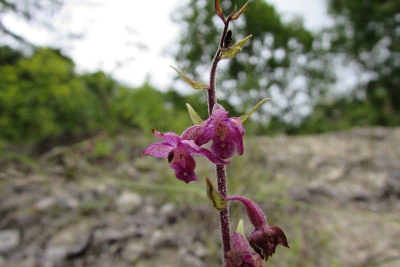 Дремлик болотный Epipactis palustris