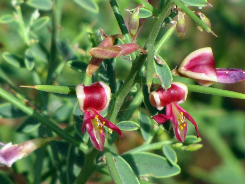Alhagi camelorum
