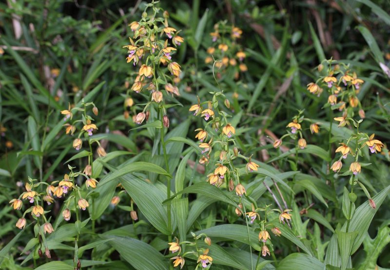 Epipactis youngiana
