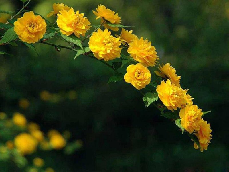 Керрия японская Pleniflora