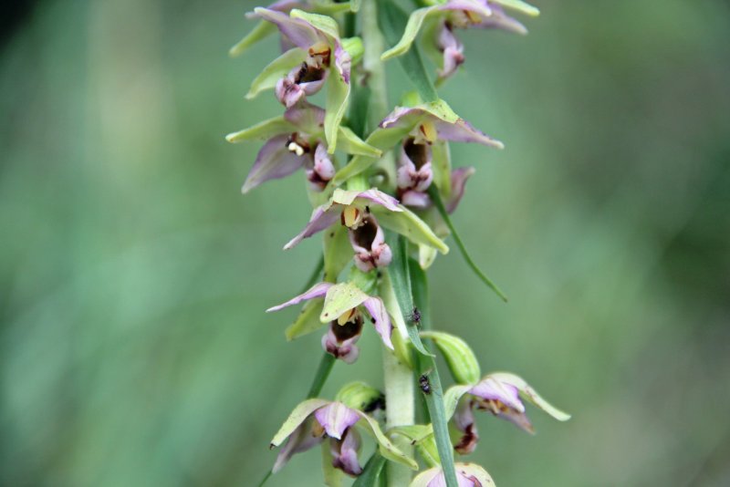 Дремлик зимовниковый – Epipactis helleborine