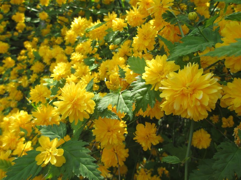 Керрия японская Pleniflora